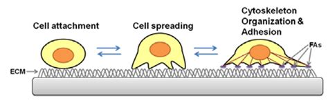 Cell Adhesion Assays Creative Bioarray