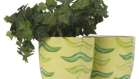 Maybe you would like to learn more about one of these? How to Replant Ivy Inside the Home | Ivy plants, Ivy plant ...