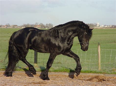 friesian horse breed information history  pictures
