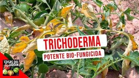 Conoce Al Fungicida Biologico Mas Poderoso Trichodermas Como Usar Beneficios Tifi Youtube