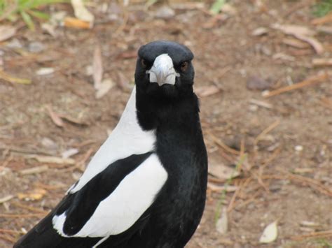 It has an estimated global extent of occurrence of 1,400,000 km². Australian Magpies Archives - Trevor's Birding - Trevor's ...