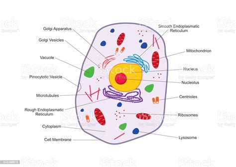 Identify and label figures in turtle diary's fun online game, animal cell labeling! Cross Section Animal Cell Structure Detailed Colorful ...