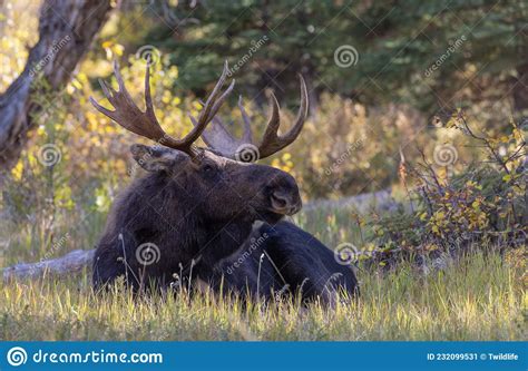 Bull Moose Bedded In Autumn Stock Image Image Of Autumn Deer 232099531