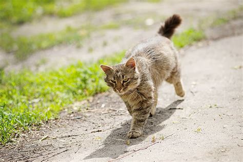 Definition, rechtschreibung, synonyme und grammatik von 'zu hause' auf duden online nachschlagen. 57 Top Images Katze Kommt Nicht Nach Hause / Mann Bringt ...