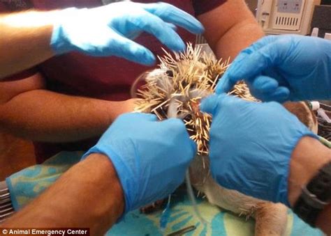 Bulldog Bella Mae Had 500 Quills In Her Face After Porcupine Attack