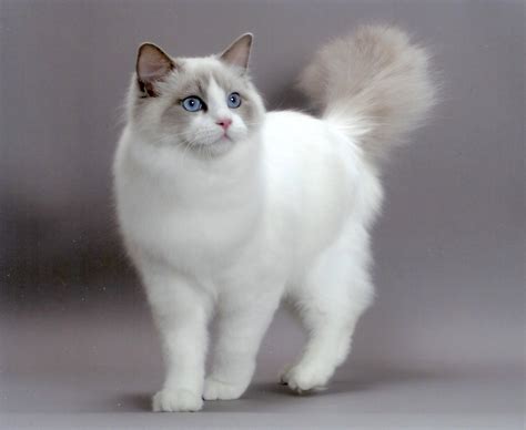 Ragdoll cats acquired their name because, when held, they go limp and become completely relaxed and floppy, like a feline ragdoll. Ragdoll Cat Names: Recommendations from Experts