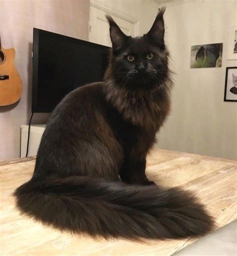 Has this breeder been cat kingpin certified? Pin on Maine coon cats