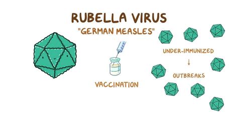 Virus De La Rubéola Vídeo Anatomía And Definición Osmosis