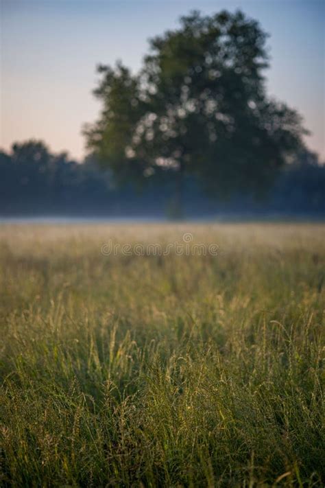 Meadow At Dawn With Mist Stock Photo Image Of Beauty 71854868