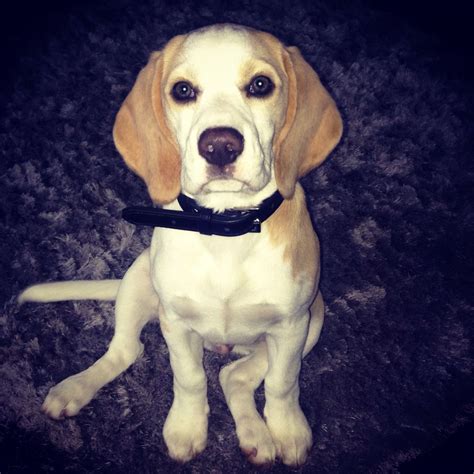 Best quality beagle male puppy and female pups available for sale in taskeen kennel delhi. Kc reg. full pedigree lemon beagle puppy for sale ...