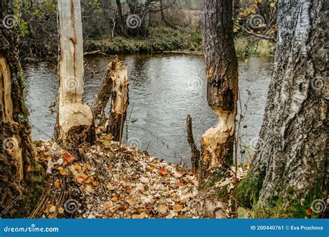 Beaver Chewing Down A Tree Beavers Destruction In Czechthe Beaver