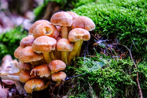 Mushrooms In The Kings Forest Germany Jake Joliet Blues Flickr