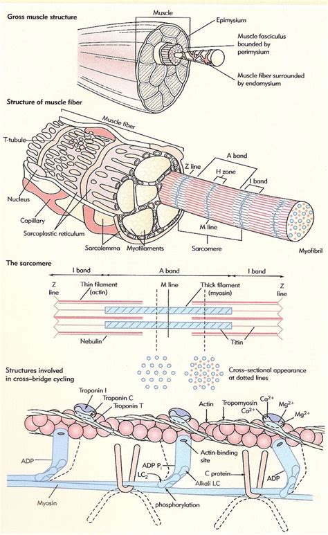 The nervous system is a complex network of neurons and cells that carry messages to and from the brain and spinal cord to various parts of the body. skeletal muscle physiology | Physiology, Medical anatomy, Muscle anatomy