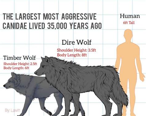 Size Reference For The Dire Dogs 3 Dire Wolf Size Dire Wolf Timber Wolf