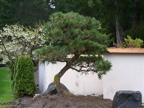 Specimen Japanese Black Pine For Back Right Corner Of Yard By Bamboo