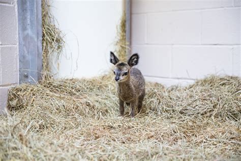This Teeny Tiny Dwarf Antelope Looks Like A Disney