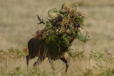 Comedy Wildlife Competition Shortlist Thats Guaranteed To Have You