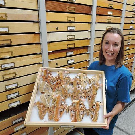 Bohart Museum To Celebrate Moth Night On July Bug Squad Anr Blogs