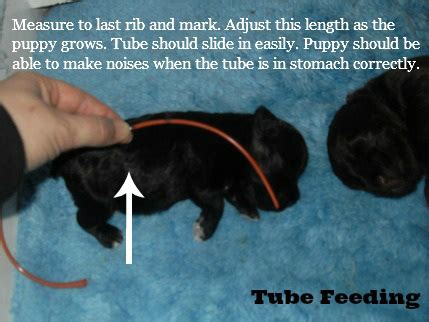After securing the feeding tube, depress the plunger of the syringe and feed the puppy 1 cc or ml at a time. Tube feeding puppies or kittens - RIGGS MINIATURE SCHNAUZERS