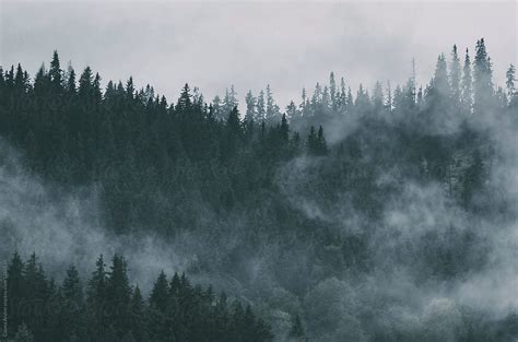Dark Mysterious Pine Woods With Fog Stocksy United