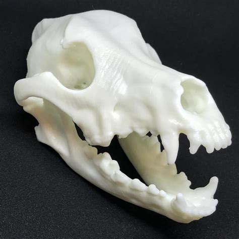 Dolicocephalic Dog Skull 3d Veterinary Printing