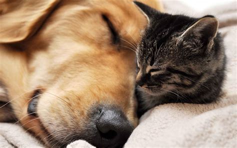 Cat And Dogs Wallpapers Wallpaper Cave