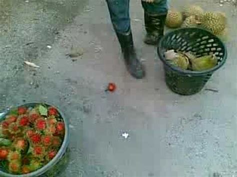 Some fruits will fall in two weeks, while most still need another month, dong said. bentong durian farm chan family - YouTube