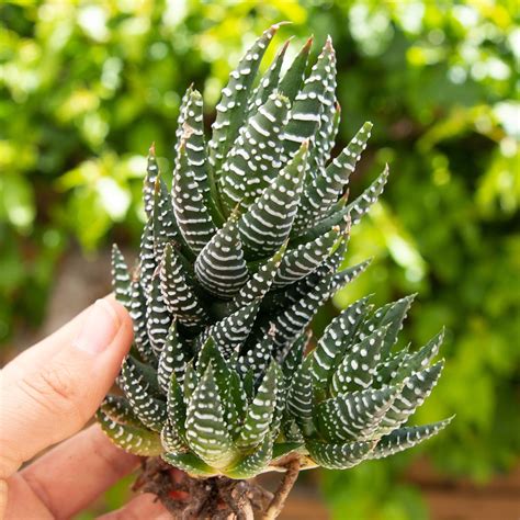 Haworthia Coarctata Everything You Need To Know About Them