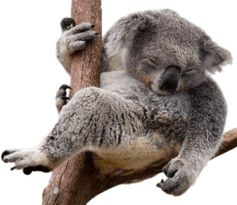 Koala Png Photos Png Mart