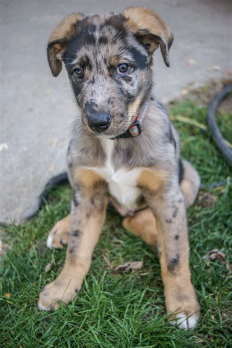 You should be able to expect something similar from a blue heeler mix. Catahoula Blue Heeler Mix Puppies For Sale | PETSIDI