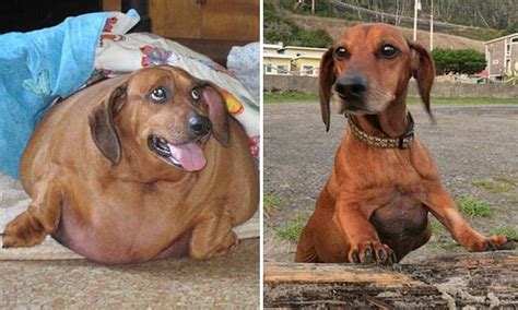 Pictured Obie The Formerly Obese Dachshund Shows Off His Astonishing Weight Loss On The Beach
