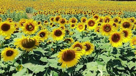 Summer Of Sunflowers Begins At Burnside Farms