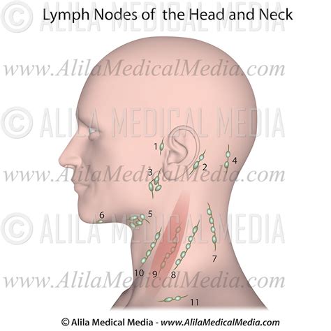 Lymph Nodes Diagram Neck Diagram Media