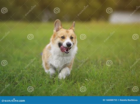 Cute Ginger Puppy Dog Red Corgi Runs On A Green Bright Meadow On A