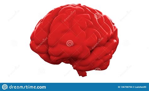 Red Human Brain On White Background. Anatomical Model, 3d Illustration ...