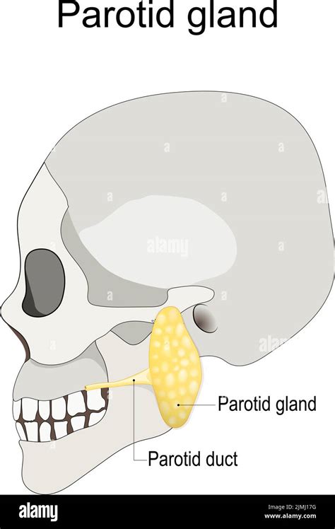 Location Of The Left Parotid Gland In Humans Humans Skull With