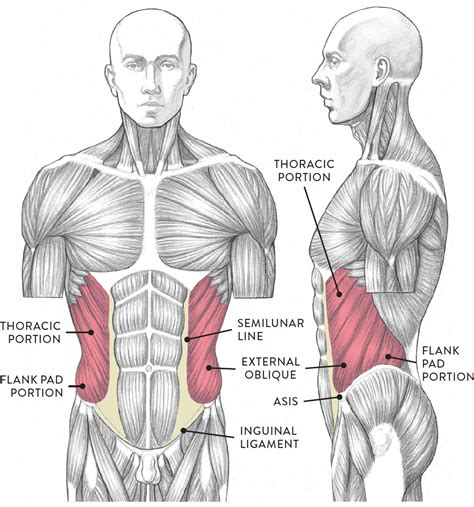 Snapshot Of Muscles In Torso Torso Anatomy By Arcandio On Deviantart