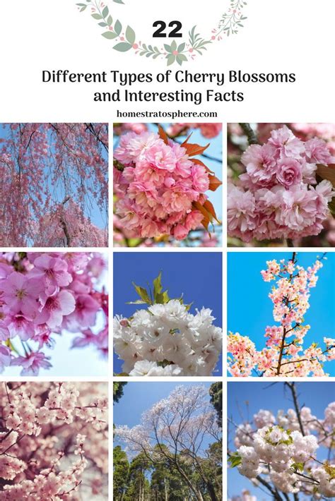 Different Types Of Cherry Blossoms And Interesting Fact