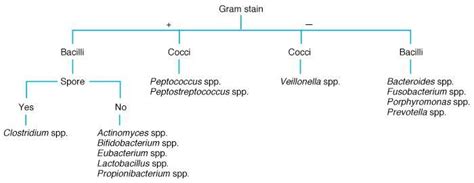 Recently, a. vaginalis and a. prevotii were also identified in blood cultures by mass spectrometry and 16s rrna gene sequencing, (la scola et al., 2011 ). Anaerobes of clinical importance at Volunteer State ...