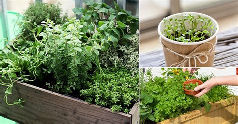 How To Start A Balcony Herb Garden India Gardening