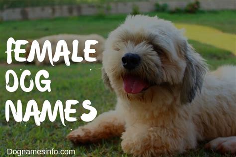 Popular dog names might not be perfect for +220 best dog names for golden retriever. Female Dog Names 2020 - 250+ Unique Girl Puppy Names Ideas