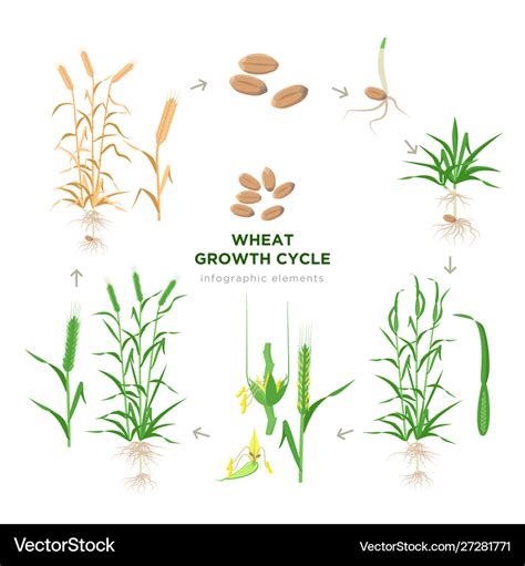 Wheat Growing Stages Life Cycle Wheat Plant Vector Image