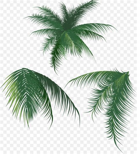 Coconut Leaf Arecaceae Png 1203x1352px Tree Arecaceae Arecales