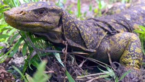 Giant Fruit Eating Monitor Lizard Discovered In The Philippines