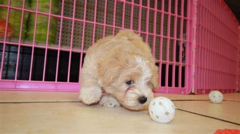 See cavapoo pictures, explore breed traits and characteristics. Adorable Cavapoo Puppies For Sale, Georgia Local Breeders ...