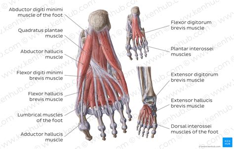 Muscles Of Feet Ideas In Muscle Anatomy Anatomy And My XXX Hot Girl