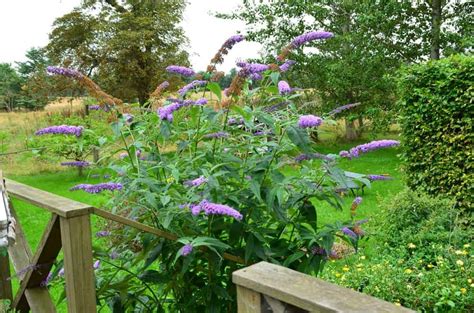 How To Plant Butterfly Bush Complete Growing And Care Tips