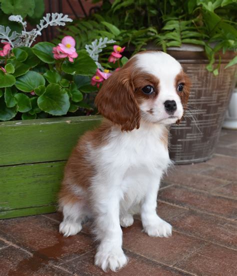 Cavaliers By Crumley - Pet Service - Lula, Georgia | Facebook - 634 Photos
