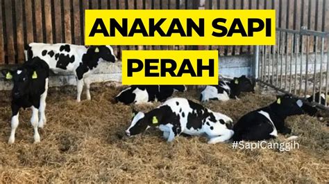 Anakan Sapi Perah Youtube