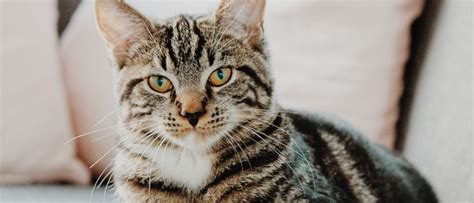It is that difference that makes so many cat owners unsure about what oils to use for. Essential Oils and Cats | Wellness Pet Food